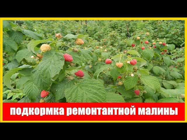 Подкормка малины во время цветения и плодоношения, чем подкормить при созревании ягод
