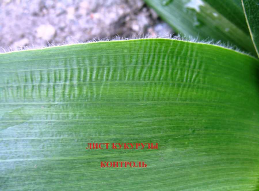 Гельминтоспориозная пятнистость листьев кукурузы | справочник по защите растений — agroxxi