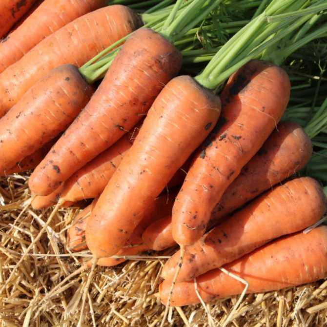 Особенности моркови сорта шантане