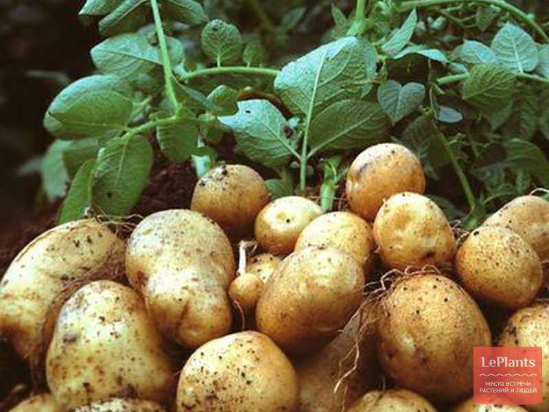 Картофель никулинский: описание сорта, фото, отзывы о вкусовых качествах и сроках созревания, особенности выращивания и хранения, характеристика урожайности