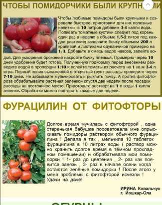 Подкормка помидоров в теплице, к примеру, из поликарбоната: какие удобрения и когда использовать для томатов в первый раз, после высадки и при уходе за цветущими? русский фермер