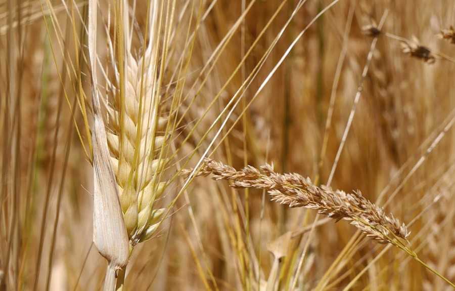 Твердая пшеница. проект russian durum.