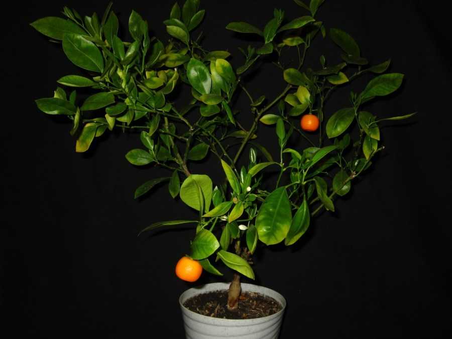 Мандариновое дерево - выращивание из косточки или саженца, оптимальные условия для роста в помещении