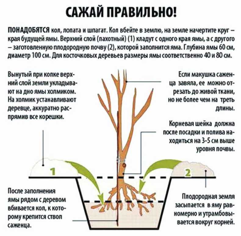 Пошаговая инструкция как правильно посадить облепиху осенью