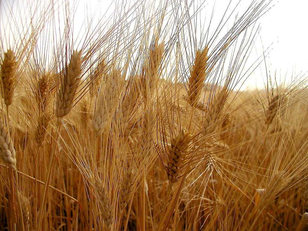 Корневая система пшеницы: какой у неё тип и как она развивается, особенности корней озимой пшеницы (содержание серы, вторичное образование)