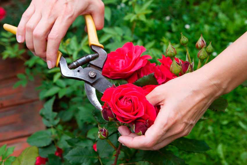 Уход за розами | как ухаживать за розами летом