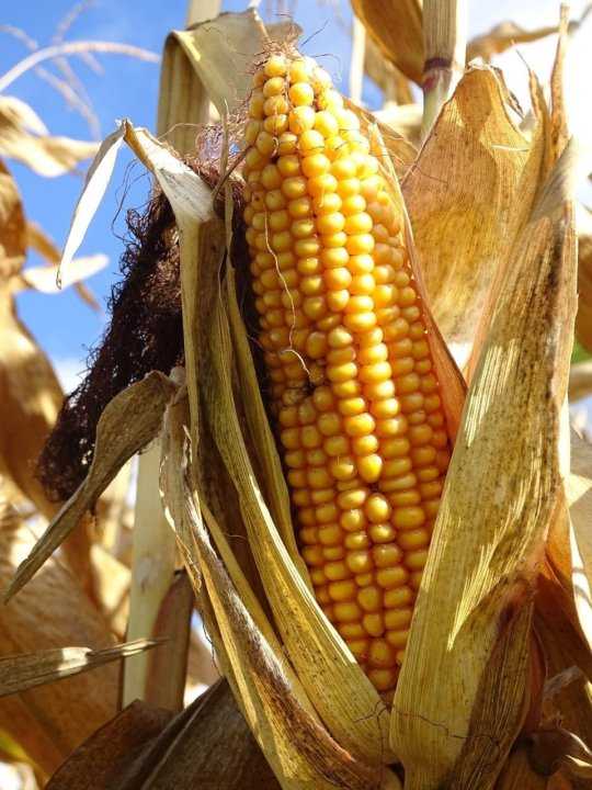 Белая кукуруза: характеристики, сорта, посадка и уход