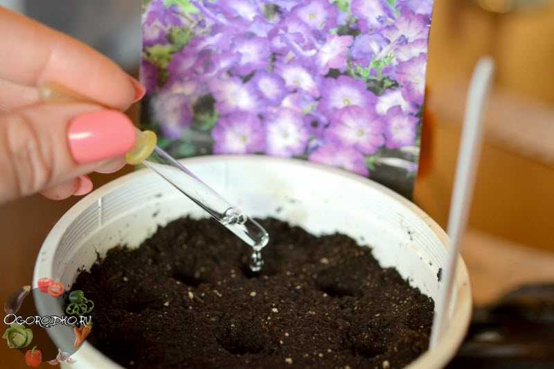 Каким удобрением подкормить петунию дома для обильного цветения
