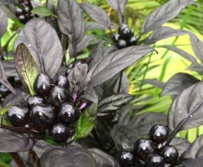 Чёрный перец: выращивание в домашних условиях - sadachanik