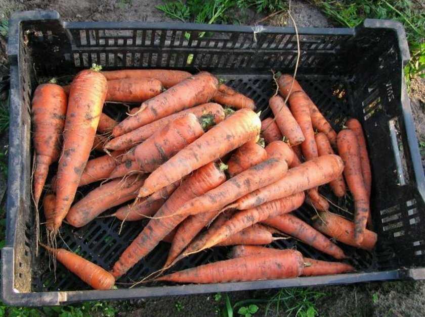Как и сколько хранить вареную морковь в холодильнике и без?