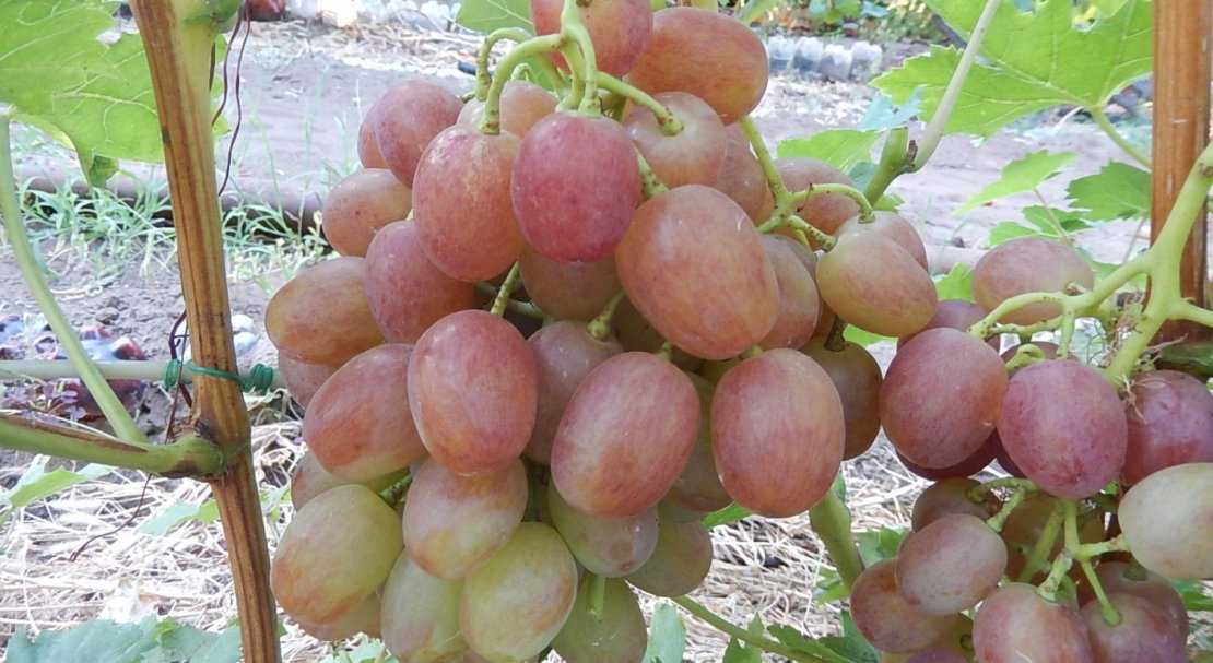 Виноград ливия фото и описание