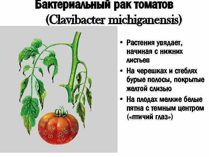 Топ-10: главные болезни томата - 38 фото, признаки и причины
топ-10: главные болезни томата - 38 фото, признаки и причины