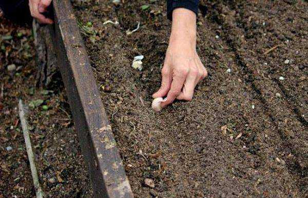 Как посадить и вырастить хрен у себя на даче