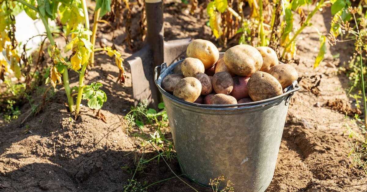 Нужна ли ботва картофелю – признаки и сроки скашивания