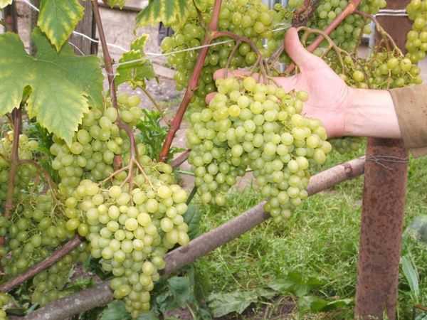 Виноград: как ухаживать с весны до поздней осени