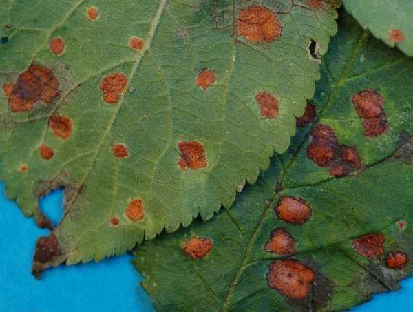 Ржавчина на груше: чем лечить осенью, обработка наростов на листьях, как избавиться