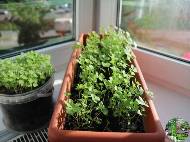 🌱 как вырастить укроп и петрушку на подоконнике в квартире: семена, освещение, влажность