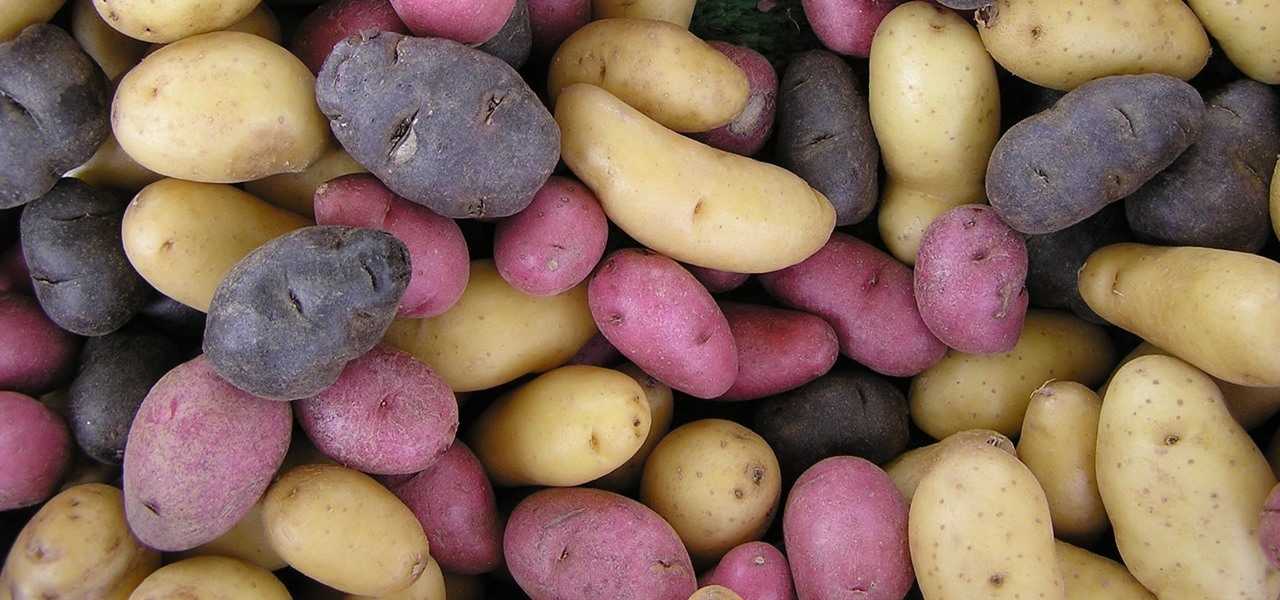 Сорта картошки для жарки. 40 сортов картофеля для пюре, жарки, запекания и картошки фри