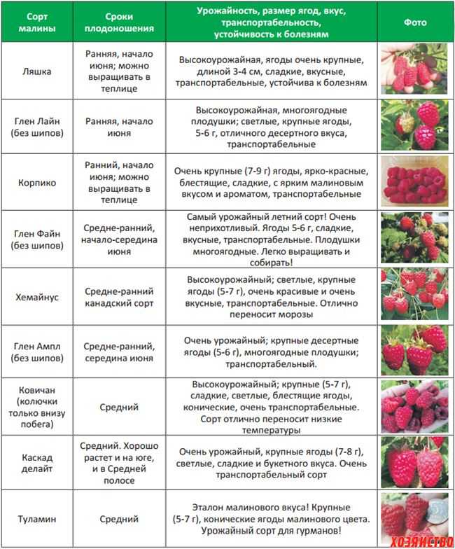 Подкормка малины до и во время цветения: как выбрать удобрение и как правильно подкармливать растение, когда оно цветет или находится в периоде плодоношения?