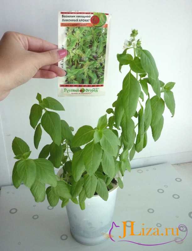 Как вырастить базилик из семян на подоконнике в квартире пошагово с фото