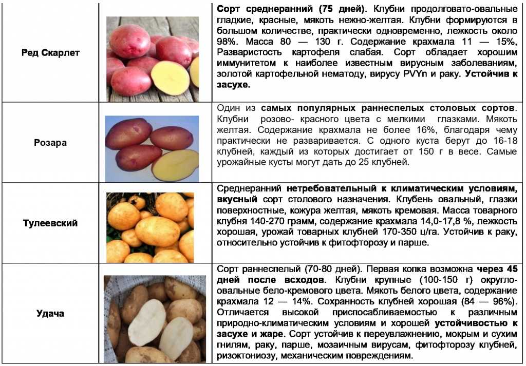 Картофель удача: описание и особенности выращивания сорта