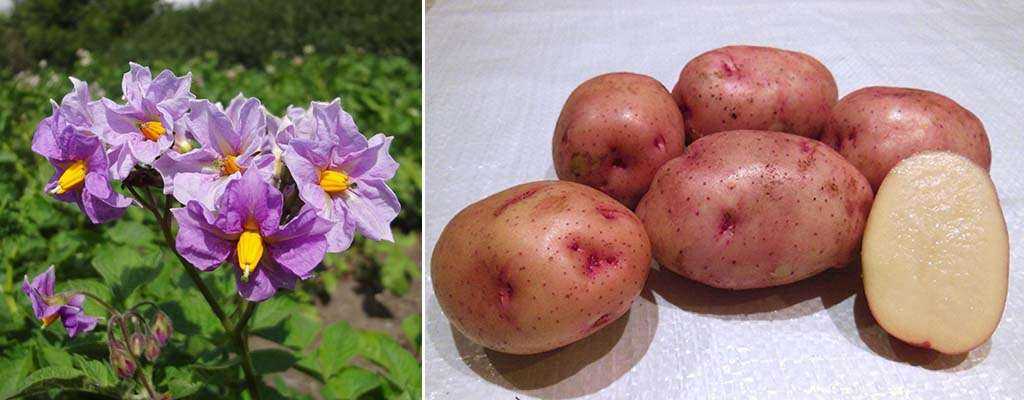 Почему картофель не цветет