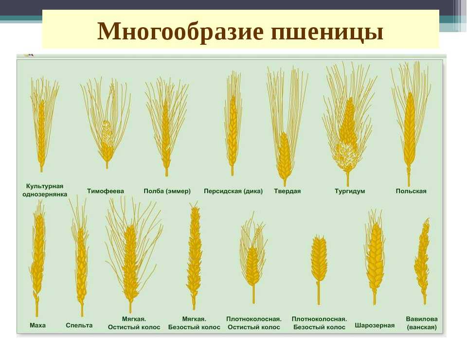 Твердые сорта пшеницы и классы продовольственного зерна