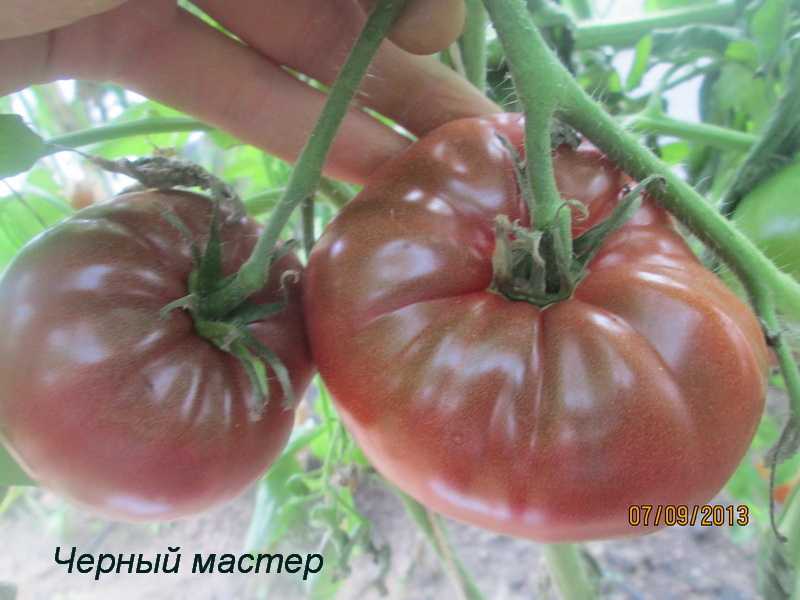Томат "сахарный бизон": характеристика и описание сорта, советы по выращиванию и фото помидоров русский фермер