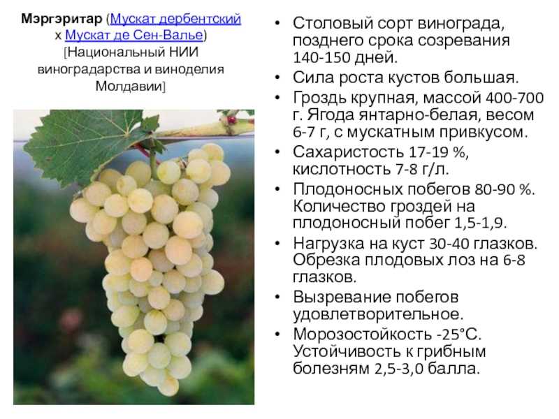 Виноград посадка и уход в краснодарском крае. выращивание винограда: краснодарский край