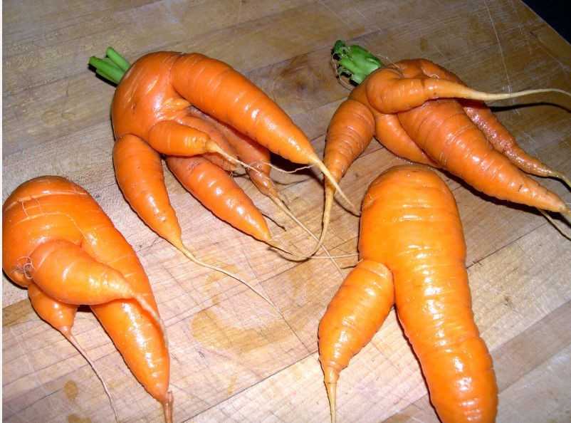 Почему морковь корявая и рогатая: причины проблемы и решение