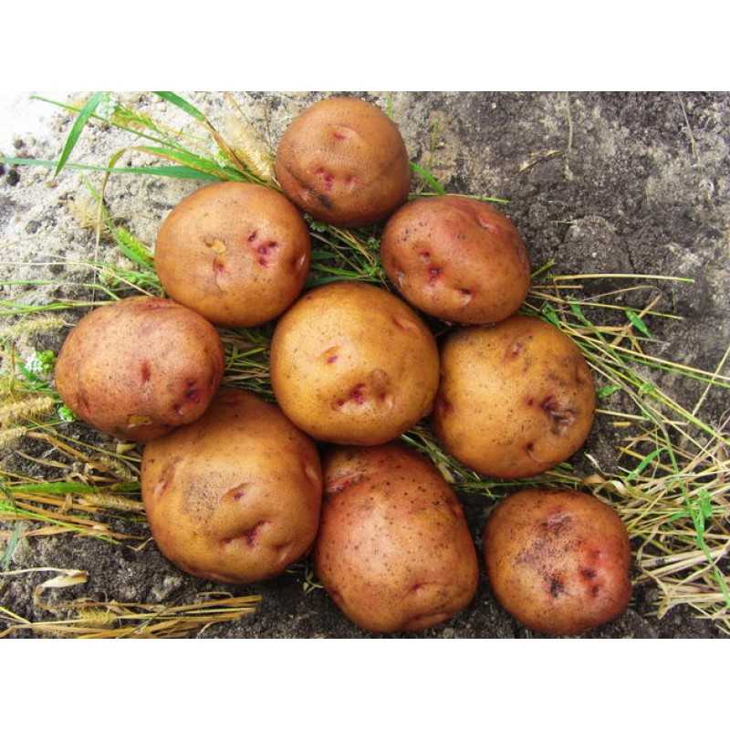 Вкусный и урожайный картофель бельмондо: описание сорта, характеристики и фото