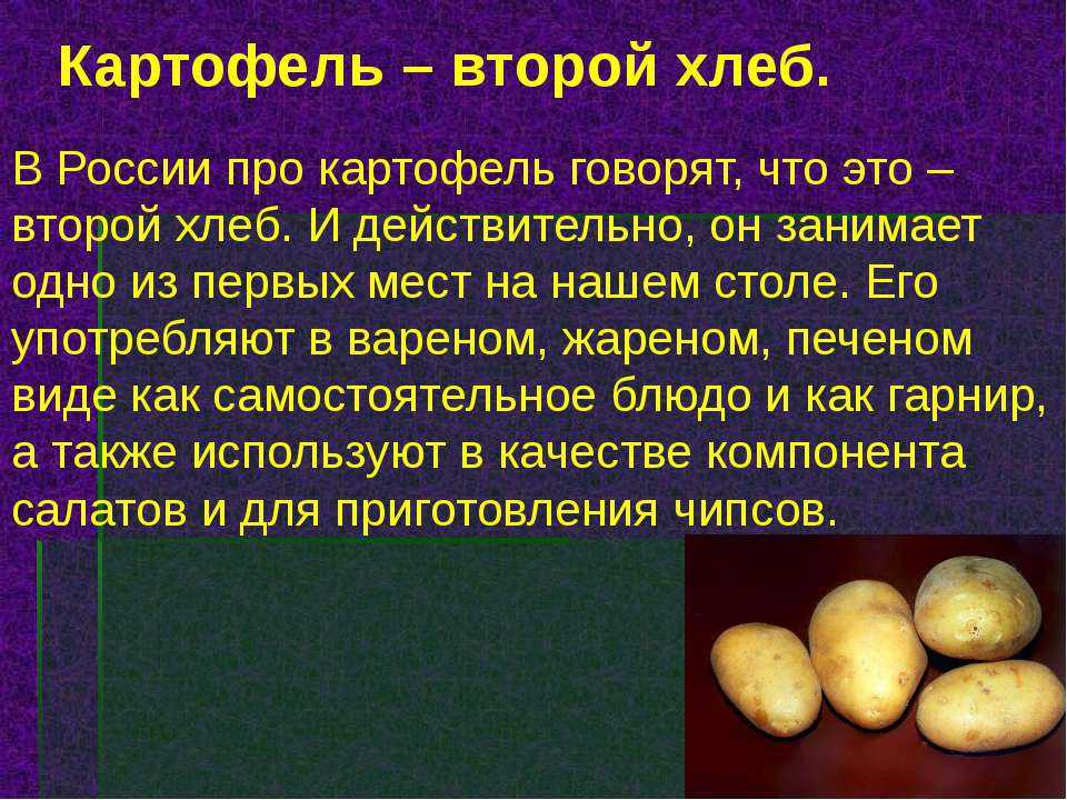 Какой вкус картошки. Картофель. Сообщение о картошке. Сообщение о картофеле. Картофель культурное растение.