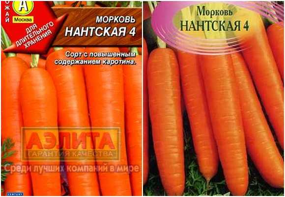 Морковь нантская 4: характеристика и описание сорта, отзывы, как выращивать