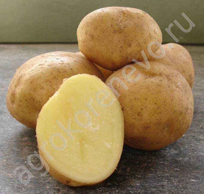 Колобок картофель характеристика. Картофель семенной Колобок. Семенной картофель сорт Колобок. Агроцентр Коренево семенной картофель. Сорт картофеля юбилей Жукова.