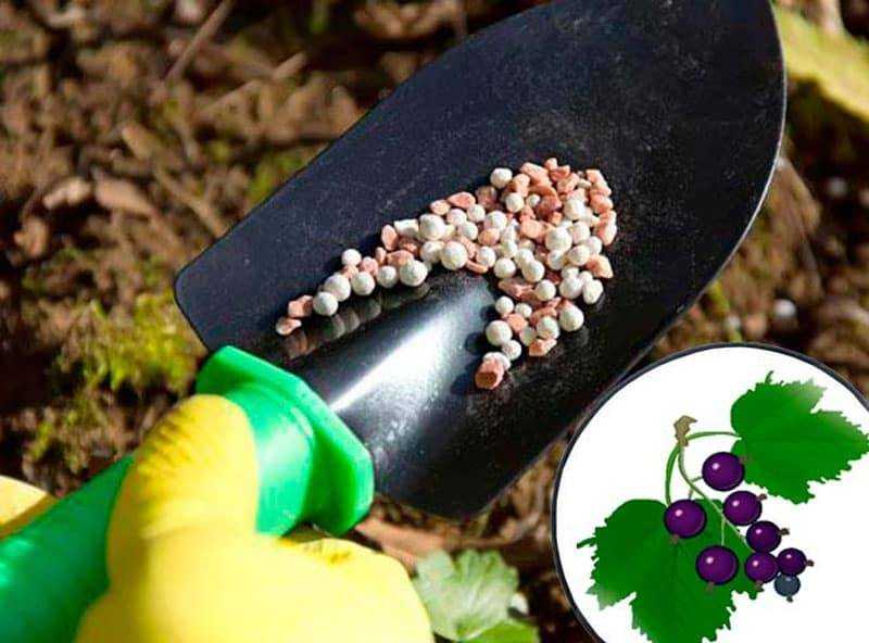 Подкормка крыжовника во время цветения и плодоношения: чем подкормить, лучшие средства