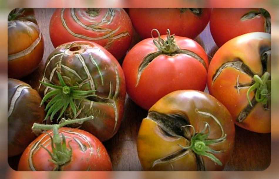 Причины, почему трескаются помидоры при созревании в теплице: почему томаты лопаются на кустах и как предотвратить эту проблему