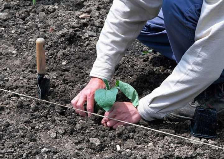 Выращивание баклажанов в открытом грунте: нюансы ухода
выращивание баклажанов в открытом грунте: нюансы ухода