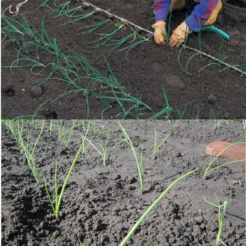 Когда сажать и как вырастить лук эксибишен из семян через рассаду в 2019 год