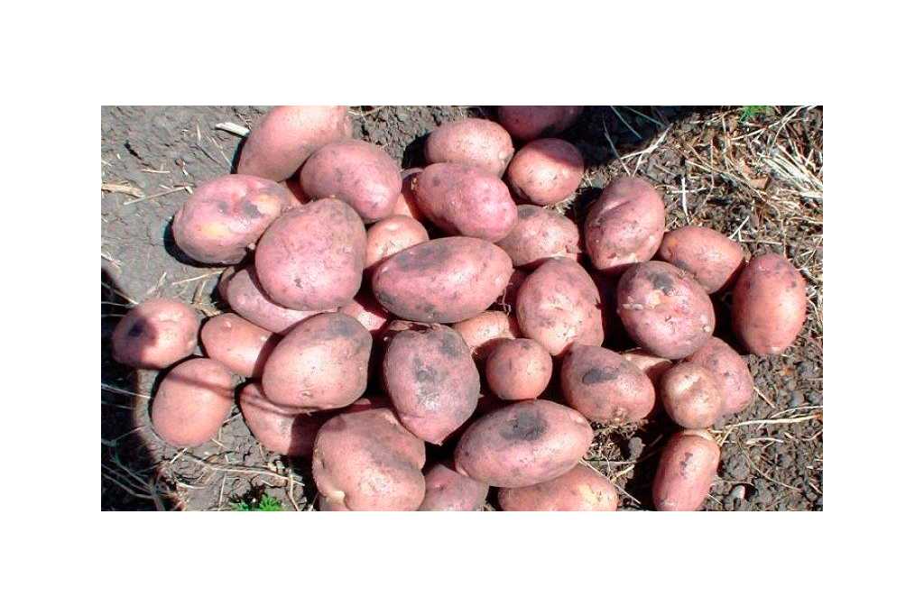 Сорта картофеля для кировской области фото и описание