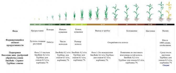 Карбамид после цветения пшеницы: подкормка озимой и яровой, сроки и нормы внесения удобрения, применение при посеве