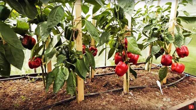 Перец джипси: описание сорта, характеристика плодов, агротехника выращивания и ухода