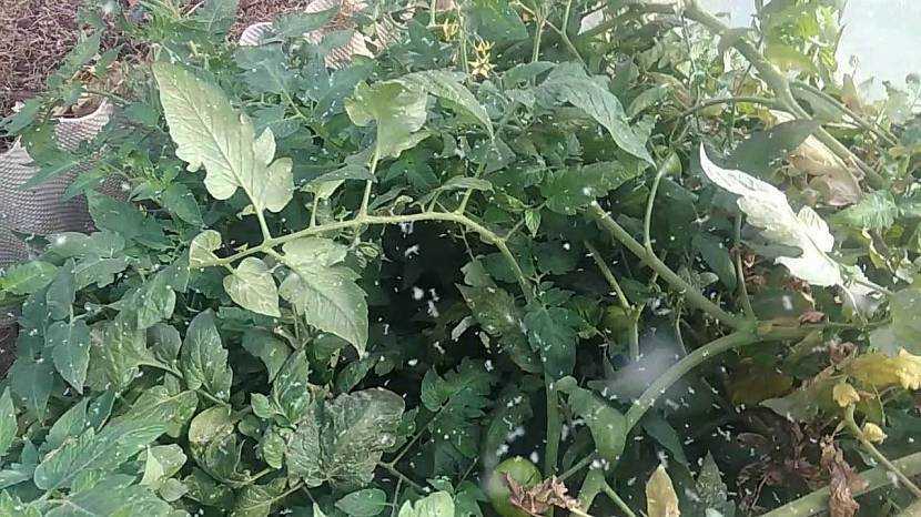 Фитофтора на помидорах в теплице и открытом грунте: методы борьбы | огородникам инфо
