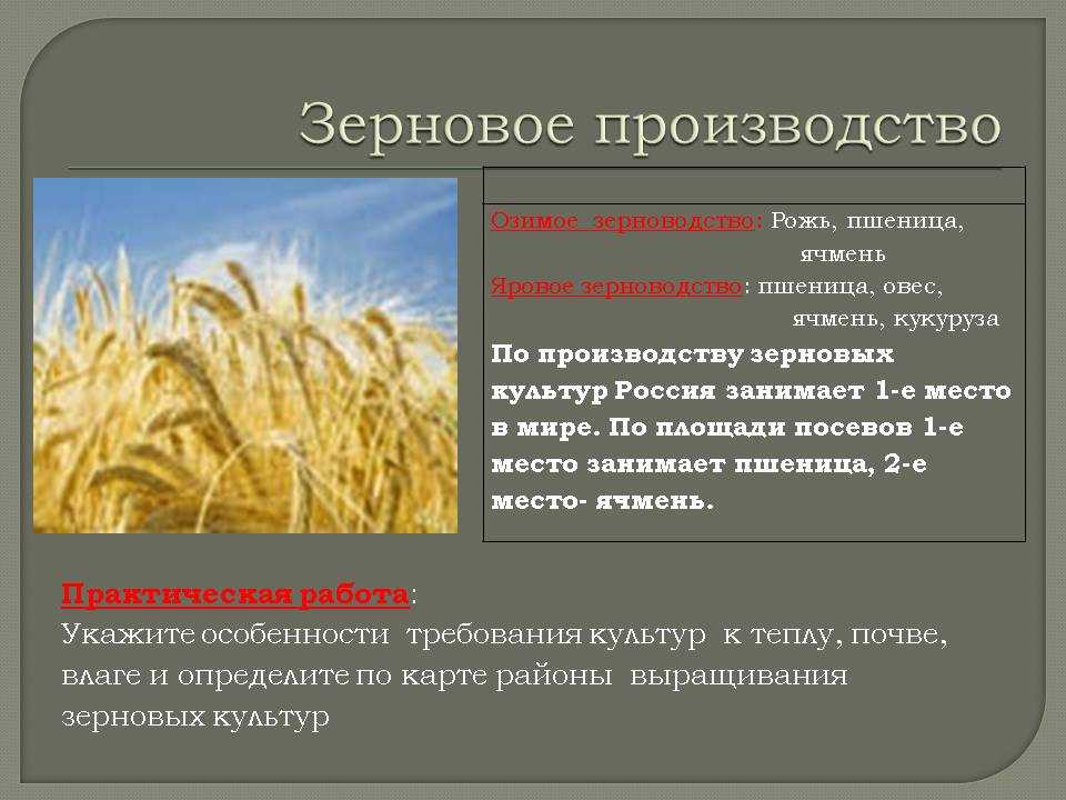 Какие зерновые культуры выращивали в россии. Зерновые и технические культуры. Факторы размещения пшеницы. Посевы зерновых зерновые культуры. Условия возделывания пшеницы.