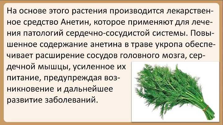 Семена укропа для почек: как пить для лечения и как правильно заваривать, каковы противопоказания? русский фермер
