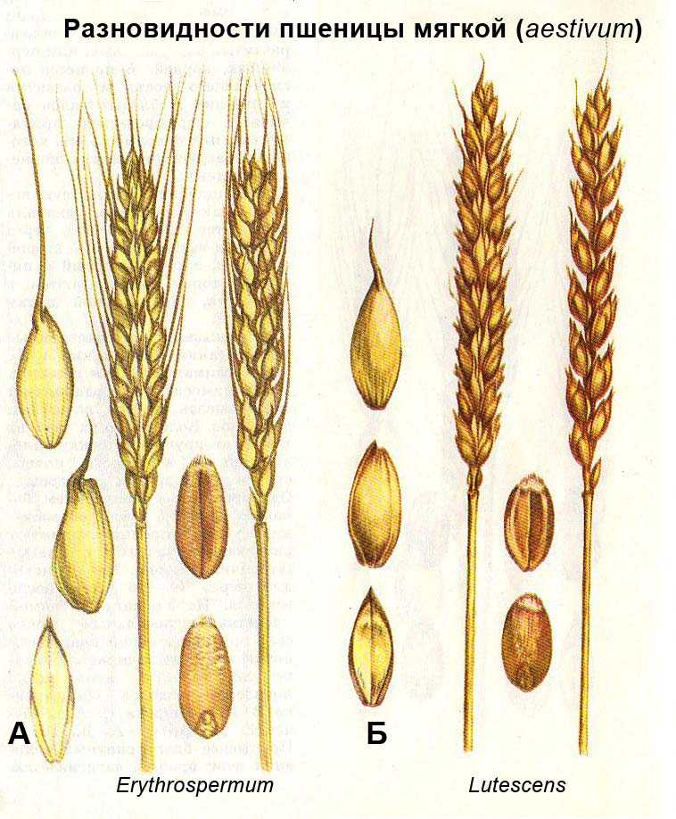 Сорта и виды пшеницы: какая бывает, описание продовольственной, дикорастущей и полудикой пшеницы, доноры устойчивости к твердой головне, сортовые признаки