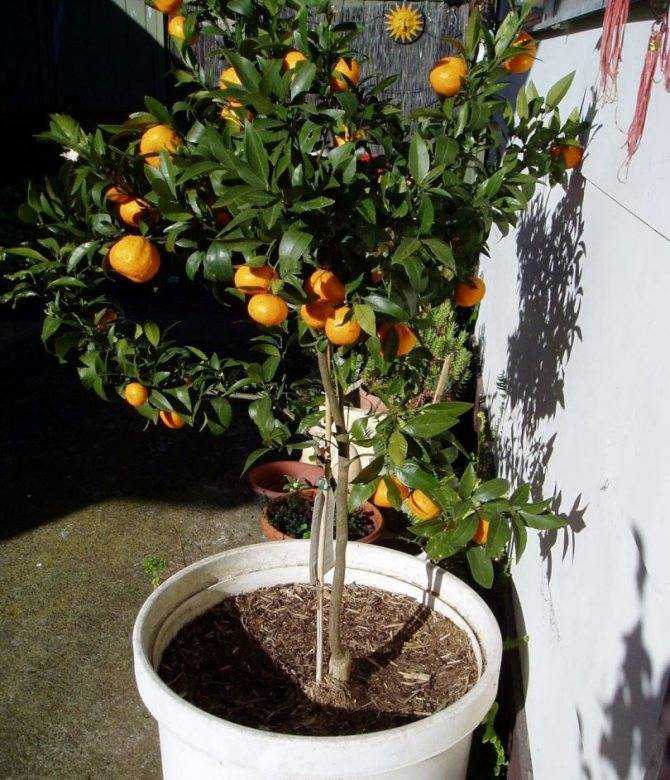 Как вырастить мандарин из косточки в домашних условиях в горшке с плодами