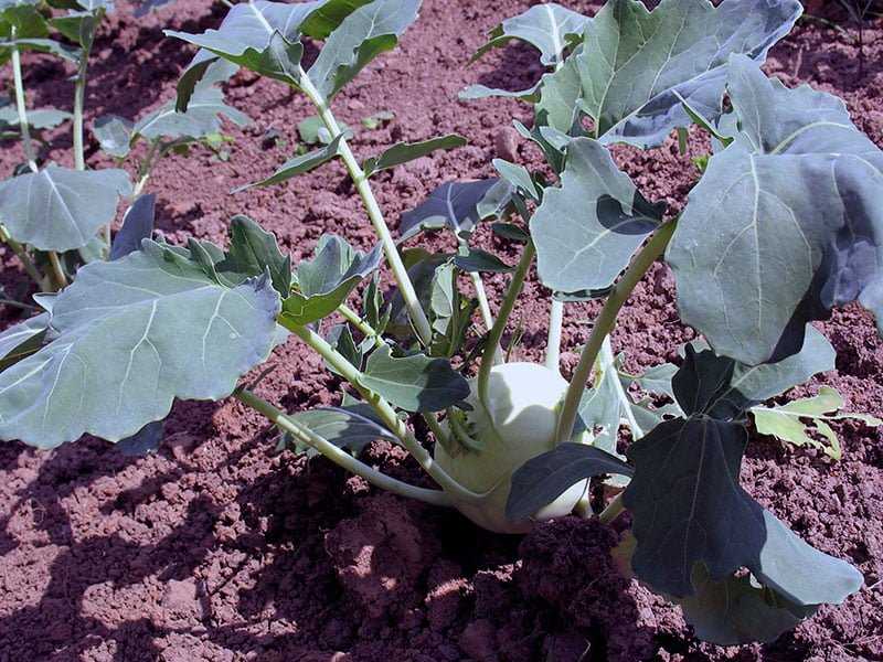 Капуста кольраби: выращивание и уход в открытом грунте и в домашних условиях, фото