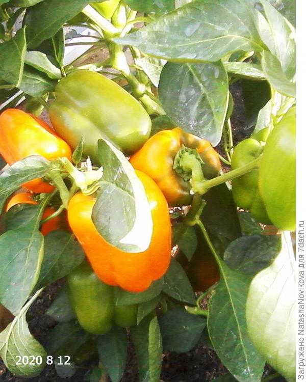 Перец джипси (f1): описание сладкого гибрида, отзывы тех, кто его выращивал, правила агротехники