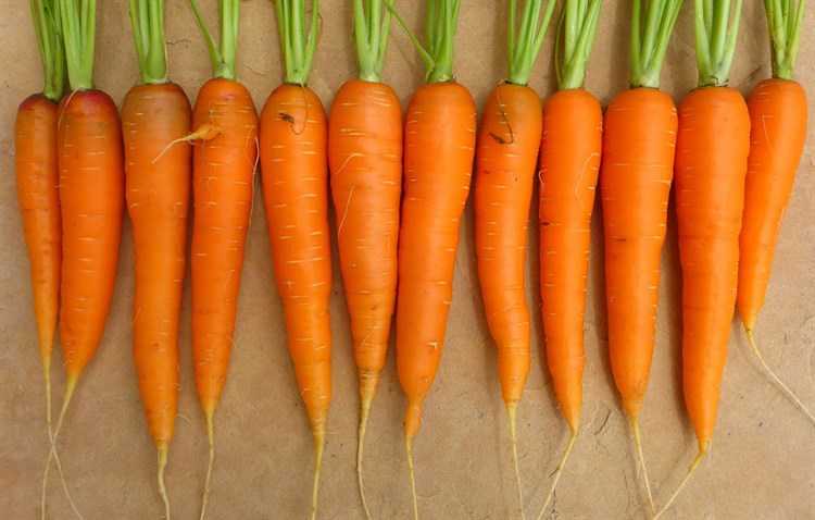 Морковь санькина любовь: отзывы об урожайности, описание сорта и фото, характеристика гибрида f1 и рекомендации по выращиванию
