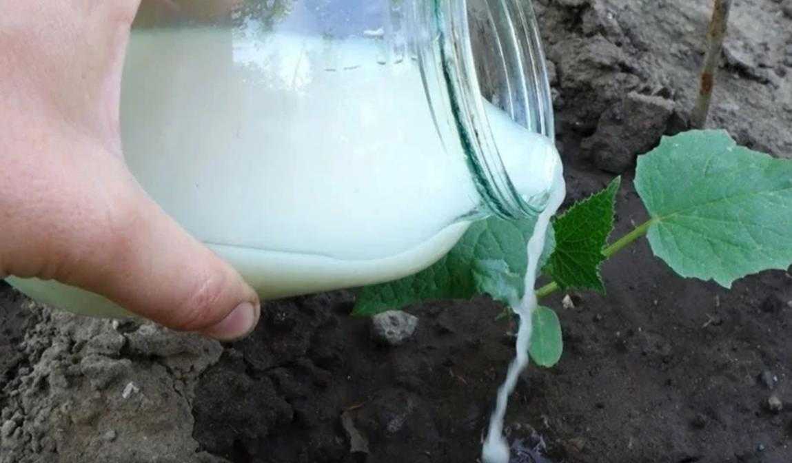 Нашатырный спирт – как применять для подкормки растений и борьбы с вредителями